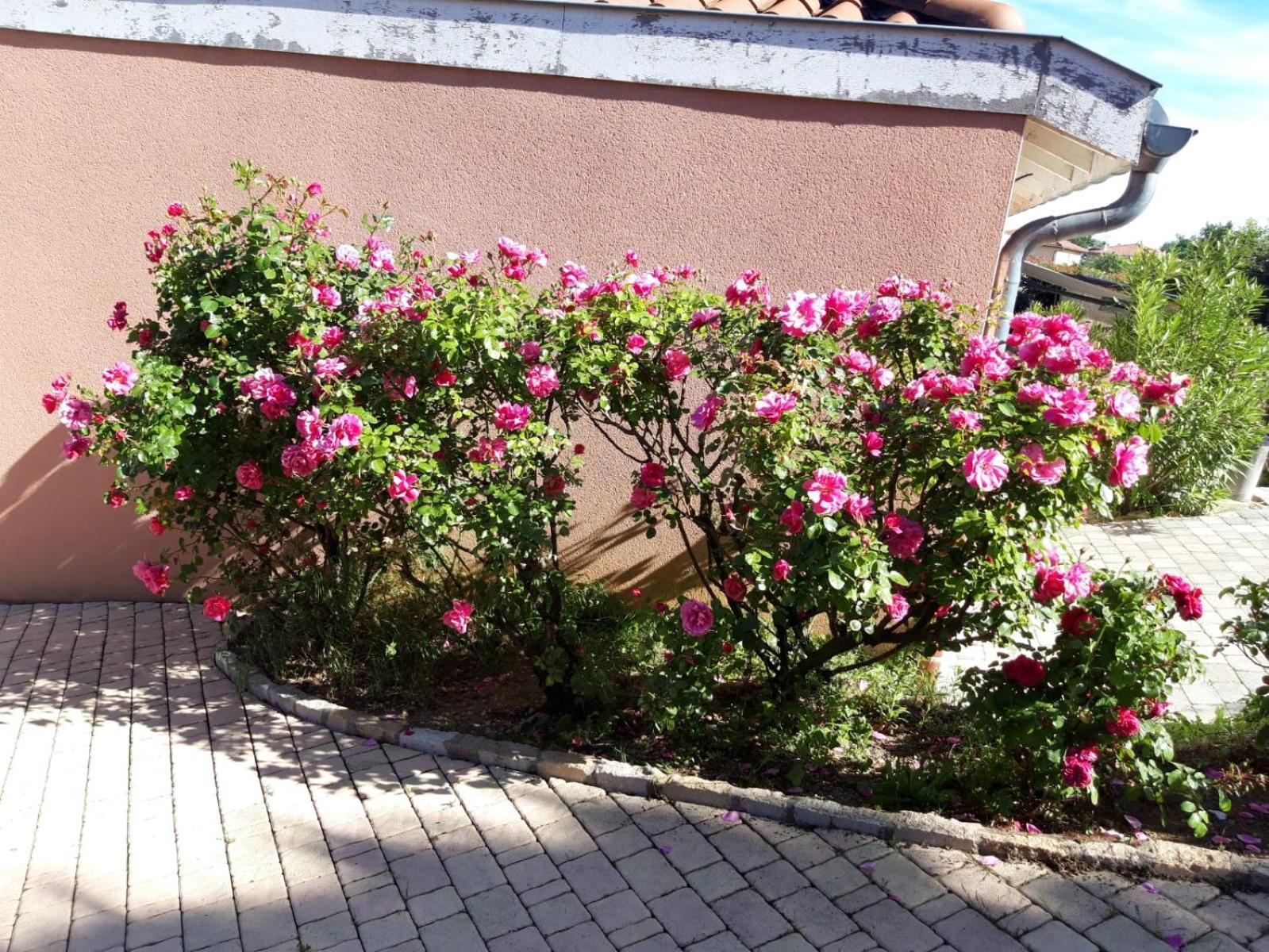 Comme Dans Un Ecrin - T2 De 50 M² Avec Jardin, Terrasse Et Piscine Apartamento Vernaison Exterior foto